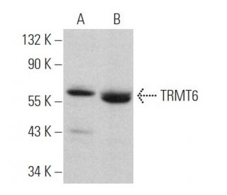 TRMT6 Antibody (F-3) - Western Blotting - Image 366252 