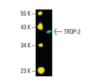 TROP-2 Antibody (B-9) - Western Blotting - Image 396265