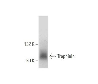 Trophinin Antibody (A-6) - Western Blotting - Image 298630