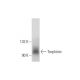 Trophinin Antibody (A-6) - Western Blotting - Image 298630