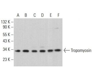 Tropomyosin Antibody (C-3) - Western Blotting - Image 380711
