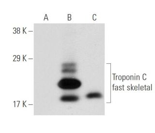 western blotting image from recommended Troponin C fast skeletal (E-7) monoclonal antibody replacement. Image 58826