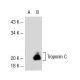 Troponin C slow skeletal/cardiac Antibody (1A2) - Western Blotting - Image 32421