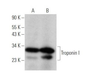 Troponin I Antibody (C-4) - Western Blotting - Image 370883 