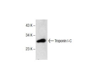 western blotting image from recommended Troponin I-C (G-11) monoclonal antibody replacement. Image 157705