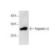 western blotting image from recommended Troponin I-C (G-11) monoclonal antibody replacement. Image 157705