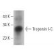 Troponin I-C Antibody (G-11) - Western Blotting - Image 354436
