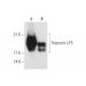 Troponin I-FS Antibody (B-7) - Western Blotting - Image 63125 