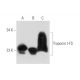 Troponin I-FS Antibody (E-1) - Western Blotting - Image 333650 