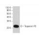 Troponin I-FS Antibody (E-1) - Western Blotting - Image 383114