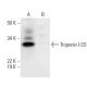 Troponin I-SS Antibody (A-12) - Western Blotting - Image 294591