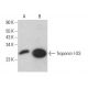 western blotting image from recommended Troponin I-SS (C-4) monoclonal antibody replacement. Image 382361