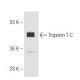 Troponin T-C Antibody (1.BB.157) - Western Blotting - Image 65801