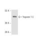 Troponin T-C Antibody (1F2) - Western Blotting - Image 65147 