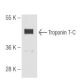Troponin T-C Antibody (7e7) - Western Blotting - Image 65151