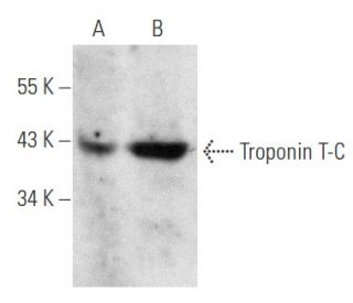 western blotting image from recommended Troponin T-C (CT3) monoclonal antibody replacement. Image 354760