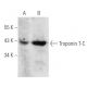 western blotting image from recommended Troponin T-C (CT3) monoclonal antibody replacement. Image 354760