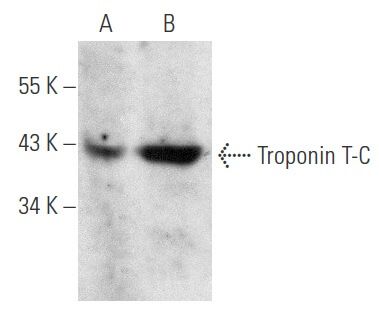 Troponin T C Antibody Ct3 Scbt Santa Cruz Biotechnology