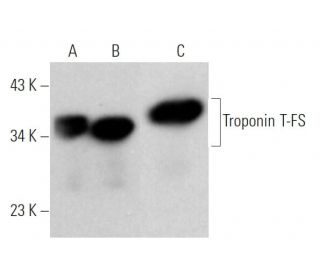 western blotting image from recommended Troponin T-FS (H-8) monoclonal antibody replacement. Image 374682