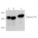 western blotting image from recommended Troponin T-FS (H-8) monoclonal antibody replacement. Image 374682