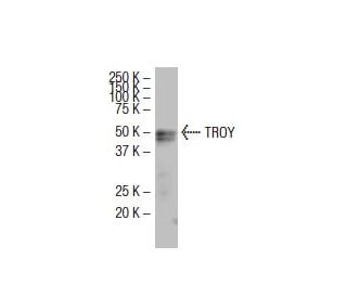 TROY Antibody (4E8) - Western Blotting - Image 33687