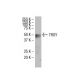 TROY Antibody (4E8) - Western Blotting - Image 33687