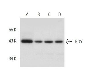 TROY Antibody (D-4) - Western Blotting - Image 316293 