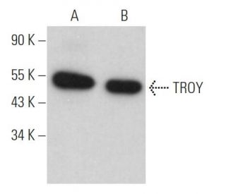TROY Antibody (D-4) - Western Blotting - Image 364097 