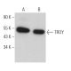 This polyclonal antibody has been discontinued. See our recommended <a href="troy-antibody-d-4">TROY (D-4)</a> monoclonal antibody (sample data shown). western blotting image from recommended TROY (D-4) monoclonal antibody replacement. Image 364097