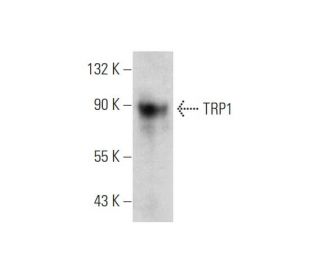 TRP1 Antibody (F-9) - Western Blotting - Image 333587