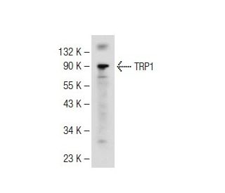 ごんし TRP1抗体(G-9) | SCBT - Santa Cruz Biotechnology