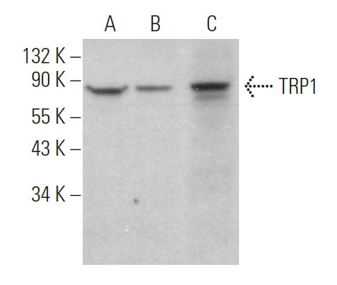 TRP1抗体(G-9) | SCBT - Santa Cruz Biotechnology