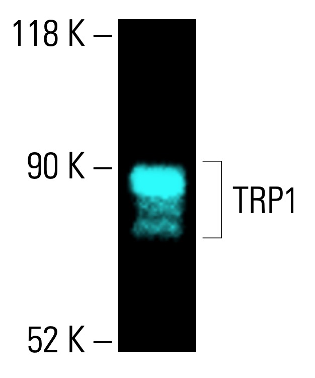trp1-antibody-g-9-western-