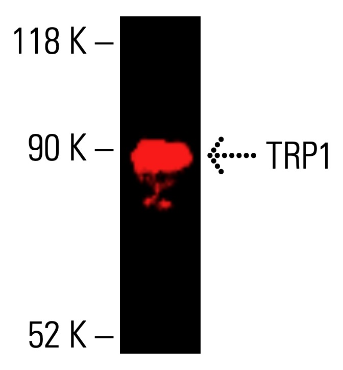 trp1-antibody-g-9-western-
