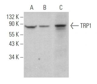 TRP1 Antibody (G-9) - Western Blotting - Image 361846SAM Transcription Activation: SAM system utilizing dCas9-VP64, MS2-P65-HSF1, and sgRNA for precise gene transcription activation. 