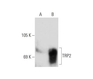 TRP2/DCT Antibody (B-7) - Western Blotting - Image 132607