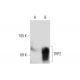 TRP2/DCT Antibody (B-7) - Western Blotting - Image 132607