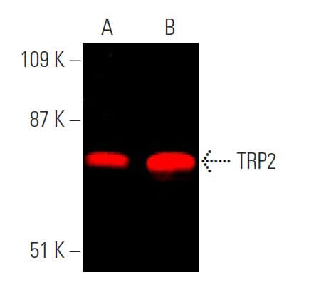 TRP2/DCT抗体(C-9) | SCBT - Santa Cruz Biotechnology