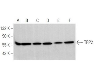 TRP2/DCT Antibody (C-9) - Western Blotting - Image 376985 