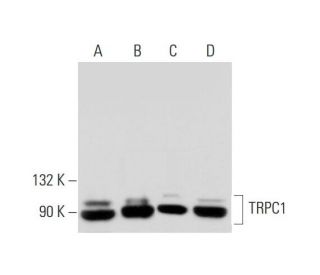 western blotting image from recommended TRPC1 (E-6) monoclonal antibody replacement. Image 295571