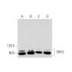 western blotting image from recommended TRPC1 (E-6) monoclonal antibody replacement. Image 295571