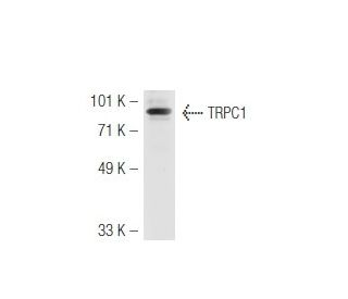 TRPC1 Antibody (E-6) - Western Blotting - Image 47123The Double Nickase Plasmid features a U6 promoter for sgRNA expression, a 20 nt targeting sequence, and a gRNA scaffold to guide Cas9n. It includes a CBh promoter for Cas9n (D10A) and puromycin resistance, GFP for transfection verification, and nuclear localization signals (NLS). The 2A peptide allows co-expression of Cas9n and Puro from a single promoter, enabling precise genome editing with reduced off-target effects.