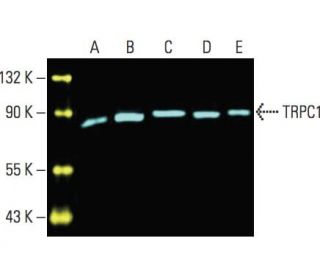 TRPC1 Antibody (E-6) - Western Blotting - Image 396174