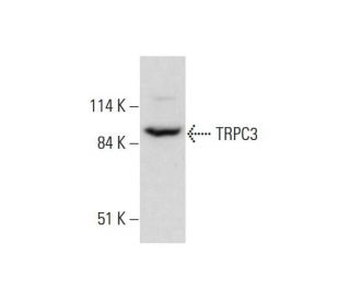 TRPC3 Antibody (C-5) - Western Blotting - Image 325248 