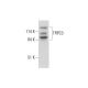 TRPC3 Antibody (C-5) - Western Blotting - Image 325231