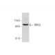 TRPC3 Antibody (C-5) - Western Blotting - Image 325248 