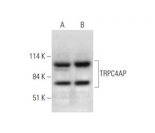 TRPC4AP Antibody (B-10) - Western Blotting - Image 344460 