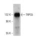 TRPC6 Antibody (E-7) - Western Blotting - Image 381019