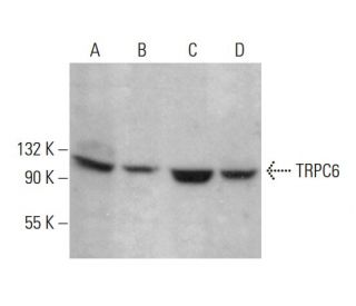 TRPC6 Antibody (B-10) - Western Blotting - Image 376564The Double Nickase Plasmid features a U6 promoter for sgRNA expression, a 20 nt targeting sequence, and a gRNA scaffold to guide Cas9n. It includes a CBh promoter for Cas9n (D10A) and puromycin resistance, GFP for transfection verification, and nuclear localization signals (NLS). The 2A peptide allows co-expression of Cas9n and Puro from a single promoter, enabling precise genome editing with reduced off-target effects.