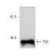 TrpE Antibody (17) - Western Blotting - Image 67414